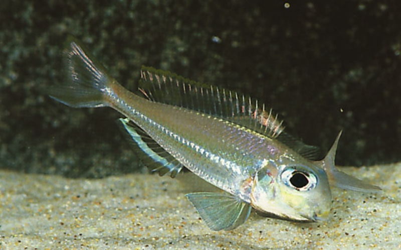 Xenotilapia ornatipinnis